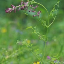 Peltoemäkki